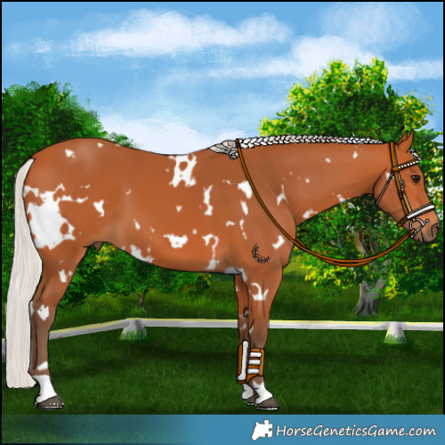 Horse Color:White Spotted Silver Bay 
