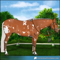 Horse Color:White Spotted Silver Bay 
