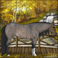 Horse Color:Brown Roan Dun Brindle 