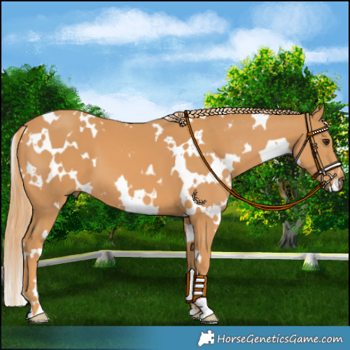 Horse Color:White Spotted Chestnut 