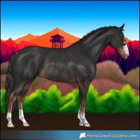 Horse Color:Liver Chestnut Rabicano 
