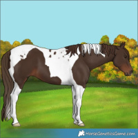Horse Color:Liver Chestnut Tobiano 