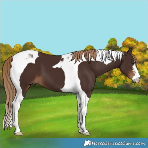 Horse Color:Liver Chestnut Tobiano 