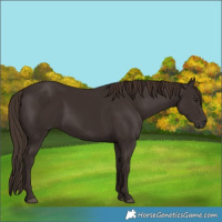 Horse Color:Liver Chestnut Rabicano 