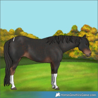 Horse Color:Liver Chestnut Tobiano Rabicano 