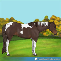 Horse Color:Liver Chestnut Tobiano 