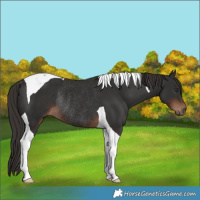 Horse Color:Liver Chestnut Tobiano Rabicano