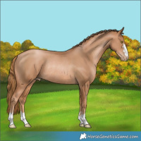 Horse Color:Chestnut Pearl Rabicano