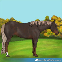 Horse Color:Liver Chestnut 