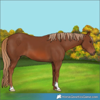Horse Color:Chestnut 