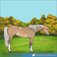 Horse Color:Silver Buckskin Dun Tobiano 
