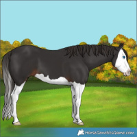 Horse Color:Liver Chestnut Splash 