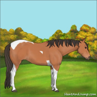 Horse Color:Bay Tobiano 