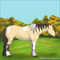Horse Color:Buckskin Roan Dun Tobiano