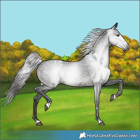 Horse Color:Gray Black Varnish 