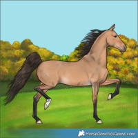 Horse Color:Bay Dun 