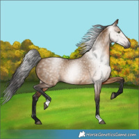 Horse Color:Gray Bay Dun