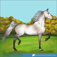 Horse Color:Gray Bay Dun