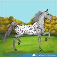 Horse Color:Black Appaloosa 