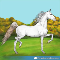 Horse Color:Red Dun Blanket 