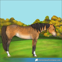 Horse Color:Buckskin 