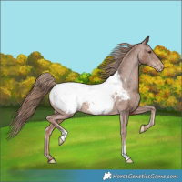 Horse Color:Chestnut Appaloosa 