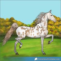 Horse Color:Buckskin Dun Near Leopard 