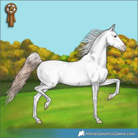 Horse Color:Classic Champagne Dun Near Fewspot 