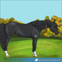Horse Color:Black 
