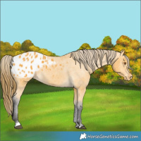 Horse Color:Buckskin Blanket 