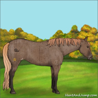 Horse Color:Liver Red Dun Appaloosa Brindle 