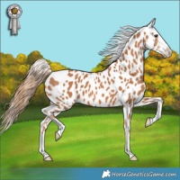 Horse Color:Chestnut Appaloosa 