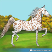 Horse Color:Chestnut Appaloosa 