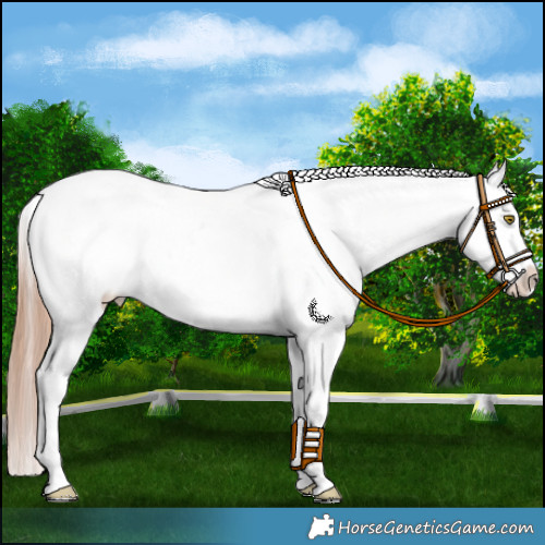 Horse Color:White Spotted Gold Champagne Appaloosa