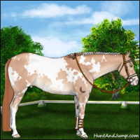 Horse Color:White Spotted Gold Champagne Appaloosa