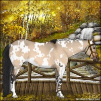 Horse Color:White Spotted Bay Dun