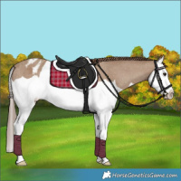Horse Color:Classic Champagne Splash Appaloosa 