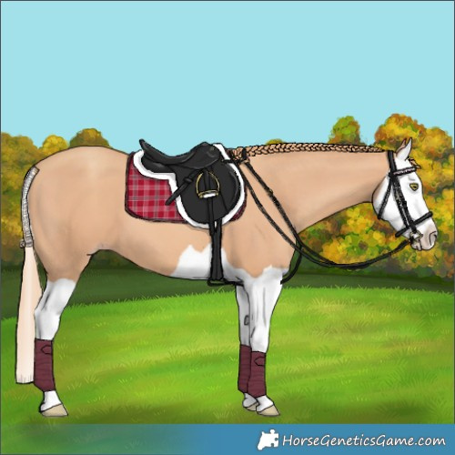 Horse Color:Gold Champagne Splash 