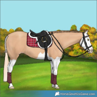 Horse Color:Gold Champagne Splash 