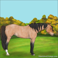 Horse Color:Bay Roan 