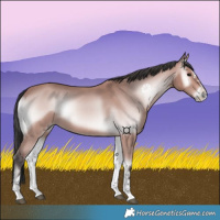 Horse Color:Platinum Bay Onyx 