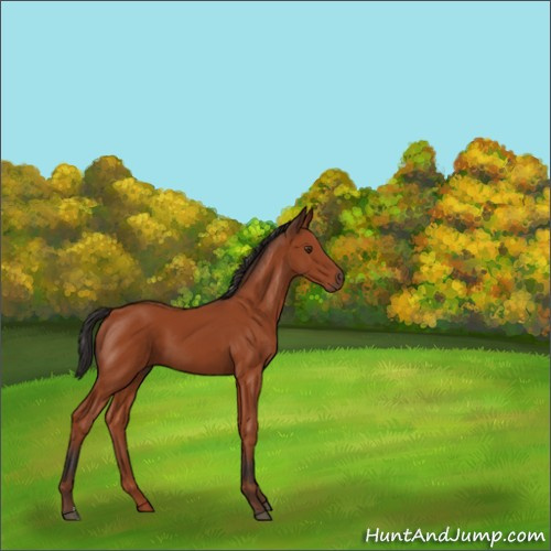 Horse Color:Bay 
