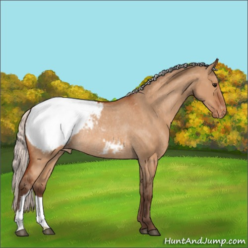 Horse Color:Unknown 