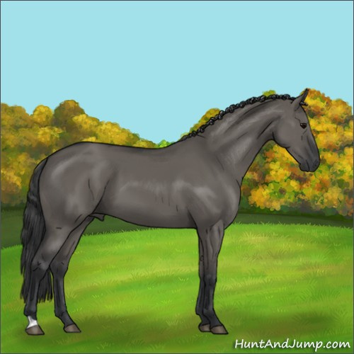 Horse Color:Unknown 