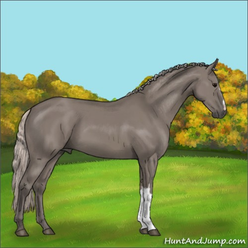 Horse Color:Unknown 