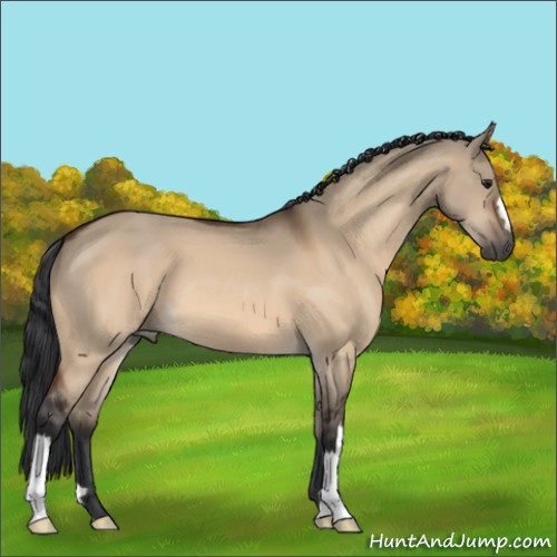 Horse Color:Unknown 