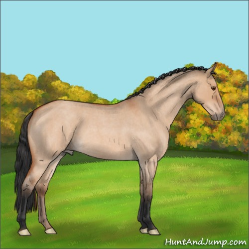Horse Color:Unknown 