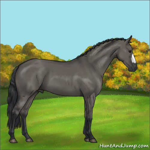 Horse Color:Unknown 
