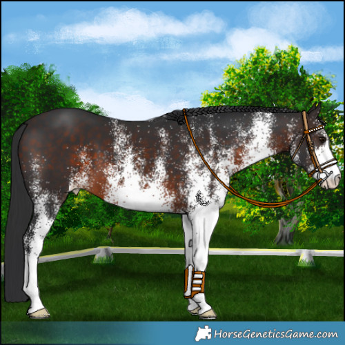 Horse Color:White Spotted Brown 