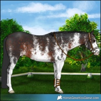 Horse Color:White Spotted Brown 